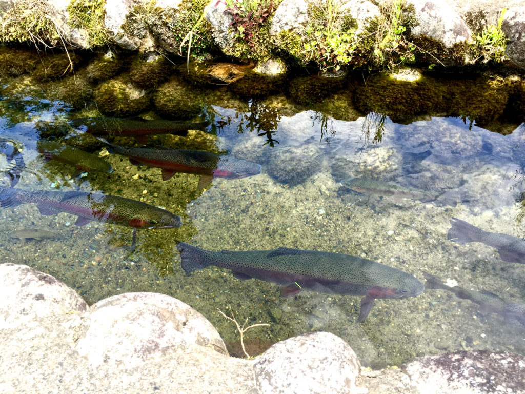 Big trout. Small creek.